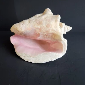 Queen Conch Shell 2 lb 15 oz | Coastal Nautical Decor | Natural Shell #4 - Picture 1 of 15