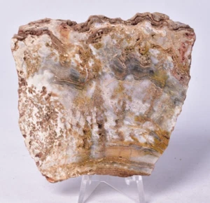 MICROBIAL MAT, Dresser Fmt, Stromatolite, North Pole Dome S147 - Imagen 1 de 5