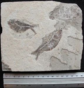 Armigatus 29 Excellent Preservation of 3 Armigatus - Cretaceous Fossils Lebanon - Picture 1 of 2