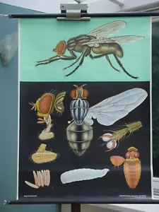 VINTAGE | SCHULWANDKARTE STUBENFLIEGE HOUSEFLY KOCH QUENTELL | SCHOOL CHART 1972 - Bild 1 von 8
