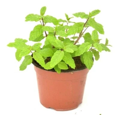 Spearmints, Chocolate Mints Live menthol Mints herb plant seed Peppermints 15pcs - Image 1 of 4
