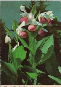 Die auffällige Dame Minnesotas Staatsblume kontinentale Postkarte - Bild 1 von 2