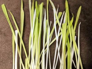 50 VARIEGATED CAT GRASS White & Green Pet Grass Catgrass Triticum Aestivum Seeds - Picture 1 of 3