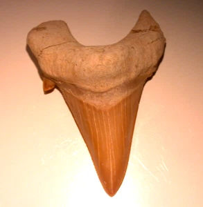 Large Otodus Fossil Shark Tooth Megalodon 2.56 Inches Sharp No Restoration - Picture 1 of 11