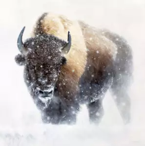 Whiteout by James Corwin Art Print Bison Buffalo Snow Wildlife Winter 24x24 - Picture 1 of 1