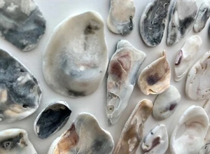 40 Natural Oyster Clam Shell pearlescent frag beach seashell jewelry craft #C US - Picture 1 of 10