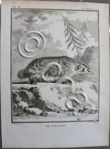 Stampa Incisione 1755 - Francia - animali - Le Carcajou - De Seve - Picture 1 of 1