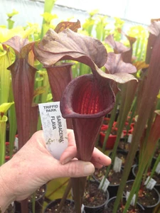 Sarracenia flava f red tube x alata f red throat SML - Carnivorous Pitcher Plant - Picture 1 of 6