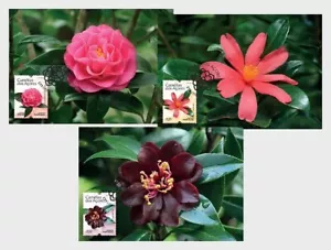 Portugal 2025 Maxicards Flowers, Camelias de las Azores 3v MNH - Picture 1 of 1