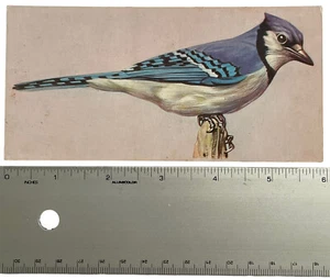 Tarjeta de identificación con ilustración naturalista Blue Jay con estampado de aves de colección J. Mason - Imagen 1 de 2