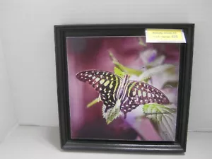 Butterfly Denver, Colorado Photography Wall Art ,Family - Picture 1 of 3