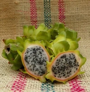 Ultra Rare Bruni Dragon Fruit – H. stenopterus X H. undatus One 12in Cutting - Picture 1 of 10