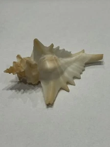 Pteropuipura Centrifuga Shell F++ 60.00 mm Bay Of Chiriqui Lagoon Panama. - Picture 1 of 3