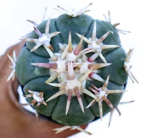 5 Echinocactus horizonthalonius cv SIROTOGE SUIHEIMARU (THAI IMPORT) seeds semi - Bild 1 von 5