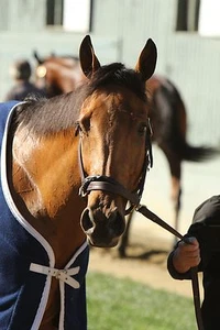 8x10 color photo LADY ELI headshot - Picture 1 of 3