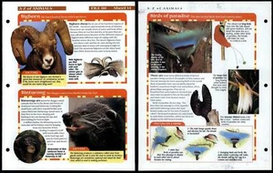 Bighorn - Birds Of Paradise #14 A-Z Animals, Animals, Animals Fact File Page - Picture 1 of 1