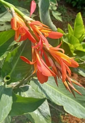 Orange  Canna Lily Bulbs. (6 Bulbos de coyoles anaranjados (6)  green leaf   - Image 1 of 4