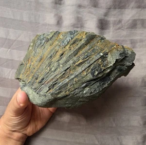 Very Rare Eocene Sabalites Palm Plant Fossil Leaves Chuckanut Fm Washington  - Picture 1 of 3