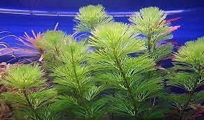 BUY 2 GET 1 FREE | Green Cabomba Caroliniana Fanwort Live Aquarium Plants Bunch - Picture 1 of 7