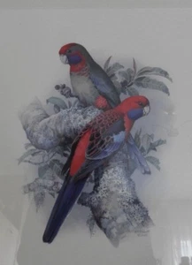 Zwei Vögel Platycerus elegans Druck 2005 W.T.Cooper 1934-2015,gerahmt 62x51cm - Bild 1 von 7