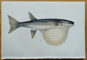Globefish - Original Fish Print from Couch - 1862 - Picture 1 of 1