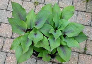 Hosta Holar Purple Flash 5.25" Pot Well Rooted Perennial Shade Plant Blusher - Picture 1 of 1