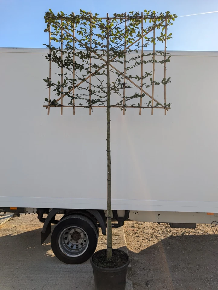 Carpinus betulus pleached Hornbeam tree ideal for screening * 12-14 * 180cm stem - Image 1 of 1