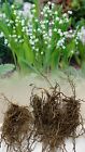 5 LILY OF THE VALLEY(CONVALLARIA MAJALIS)WHITE BARE ROOT PERENNIALS (PIPS) PLANT