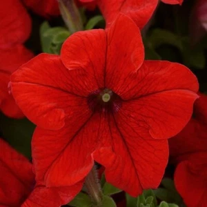 Petunia Seeds 50 Pelleted Seeds Petunia Pretty Grand Red - Picture 1 of 1