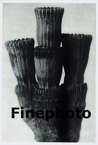 1929 Original BOTANICAL PLANT Abstract Vintage Germany Photo Art KARL BLOSSFELDT - Picture 1 of 1