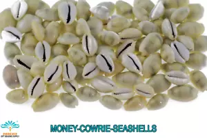 Money Cowrie Natural Seashell - SSYMC0005 - Imagen 1 de 1