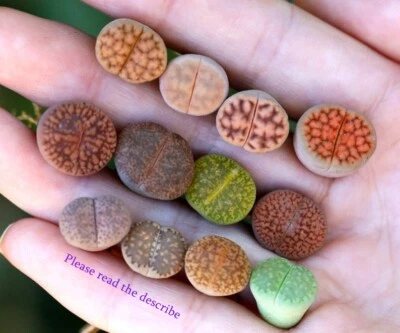 Plant - Lithops 10 plants MIX Randomly（0.5 inches）Living Stone - Image 1 of 4