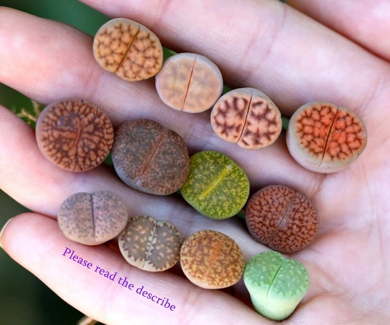 Plant - Lithops 10 plants MIX Randomly（0.5 inches）Living Stone - Image 1 of 4