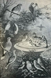 1887 Bird Keeping illustrated - Picture 1 of 7