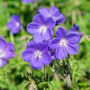Geranium 'Johnson's Blue' - Picture 1 of 1