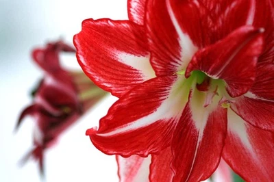 Amaryllis 'Christmas Star' Bulb - Brilliant Red Blooms with White Starburst - Image 1 of 4