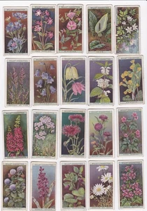W.D. & H. O. WILLS. Cigarette Cards. WILD FLOWERS . 41 CARDS. 1923. - Picture 1 of 4