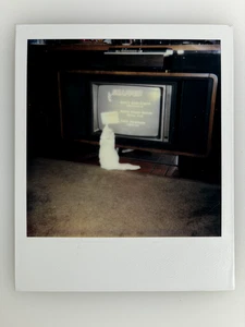 Gatto che guarda TV unico trovato vintage Polaroid foto a colori strano strano anni 80 7 - Foto 1 di 3