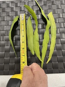 10 Cutting 15.00 $ Epiphyllum Orchid Cactus: Night-Blooming Cereus Fresh Cutting - Picture 1 of 4