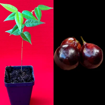 Jaboticaba Grauda Plinia Grandifolia  Brazilian Grape Seedling Plant Potted Frui - Image 1 of 3