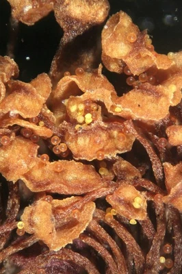 Antique microscope slide by Edward Ward. "Pollen of Hollyhock". Deep, dry mount. - Image 1 of 4