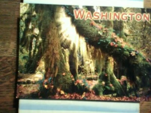 BEAUTIFUL PHOTO POST CARD ENCHANTED FOREST WASHINGTON. - Picture 1 of 12