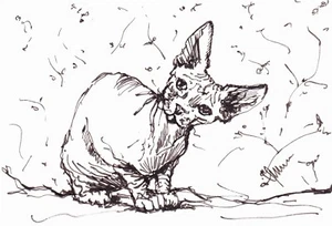 Limited edition Print ACEO from originals Sphynx Cat by Artist Claire Fisher - Picture 1 of 2