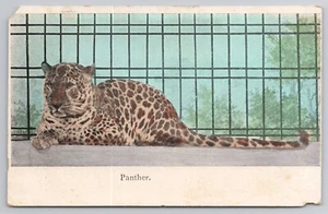 1907-15 Postcard Panther Caged - Picture 1 of 2