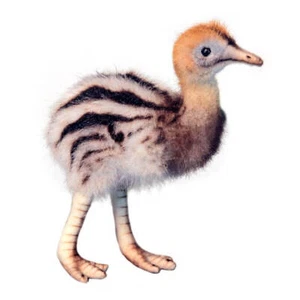 16cm H Hansa Lovely Baby Cassowary Realistic Cuddly Cute Soft Animal Plush Toy - Picture 1 of 1