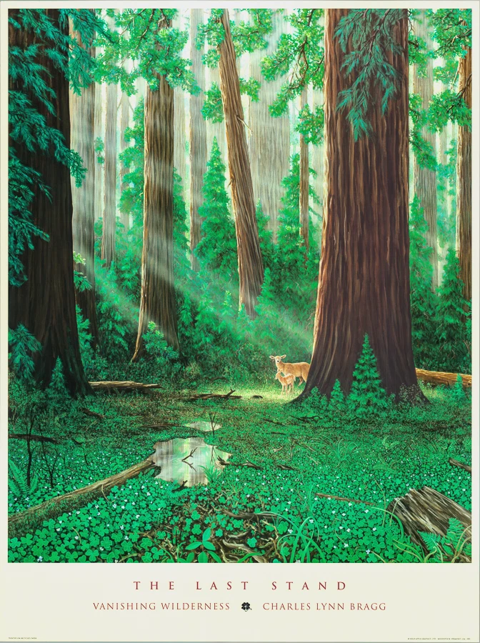 Ciervo en el bosque Charles Lynn Bragg The Last Stand Vanishing Wilderness 24x32 pulgadas Foto 1 de 1