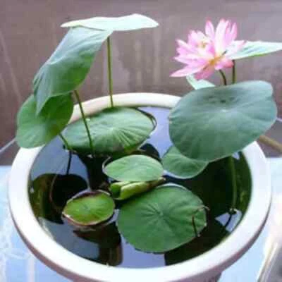 Bonsai Water Lily Seeds - 10 Seeds - Flowering Water Bonsai with Lily Pad - Image 1 of 2