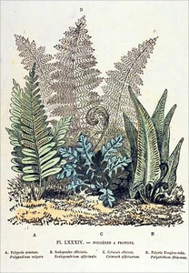 BOTANIQUE, HERBIER: FOUGÈRES: POLYPODE, SCOLOPENDRE, CETERACH, POLYSTIC- GRAVURE - Picture 1 of 3