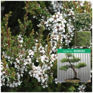 LEPTOSPERMUM CITRATUM Lemon Scented Tea Tree x300 Seeds. For essential oils - Picture 1 of 3