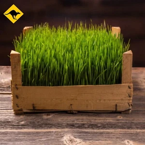 Barley Seed 250 to 20,000 Barley Grass Seeds For Your Pets or Juicing Shoots 🍺 - Picture 1 of 12
